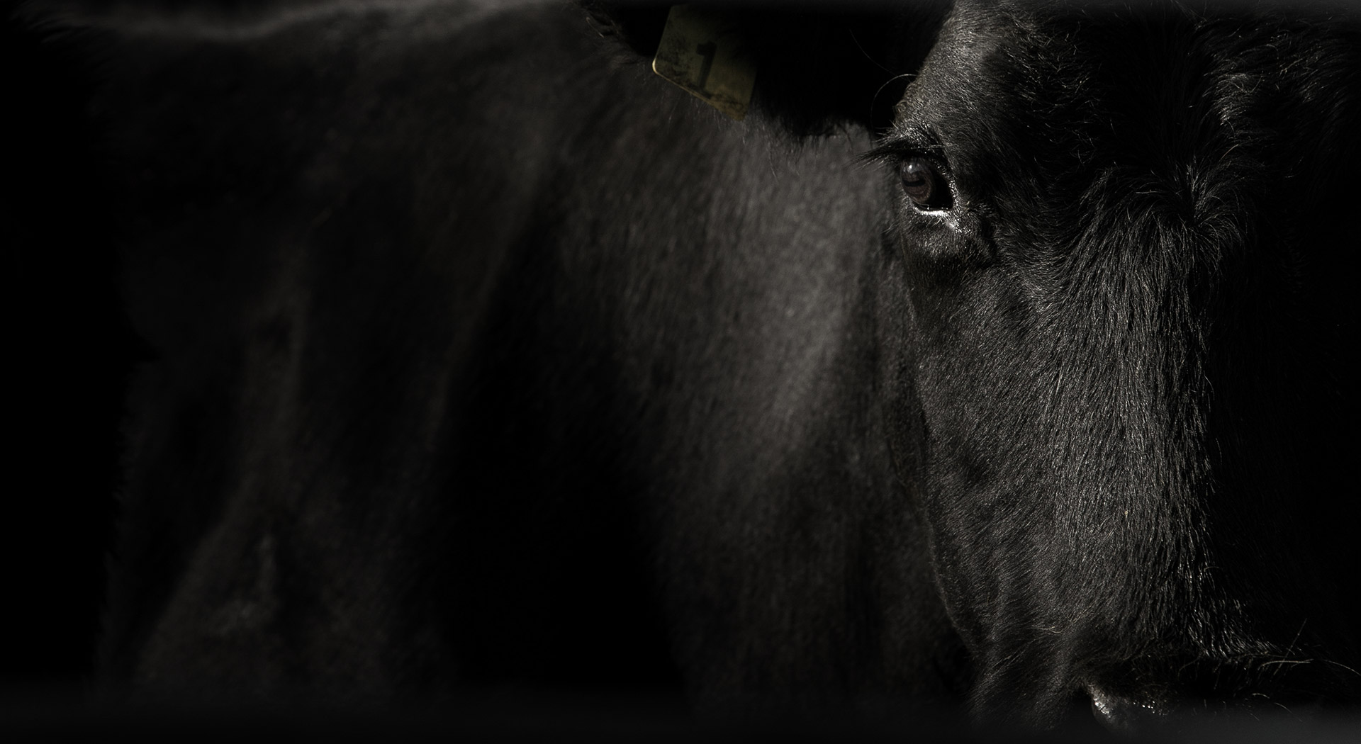 close-up of black cows face and eyes