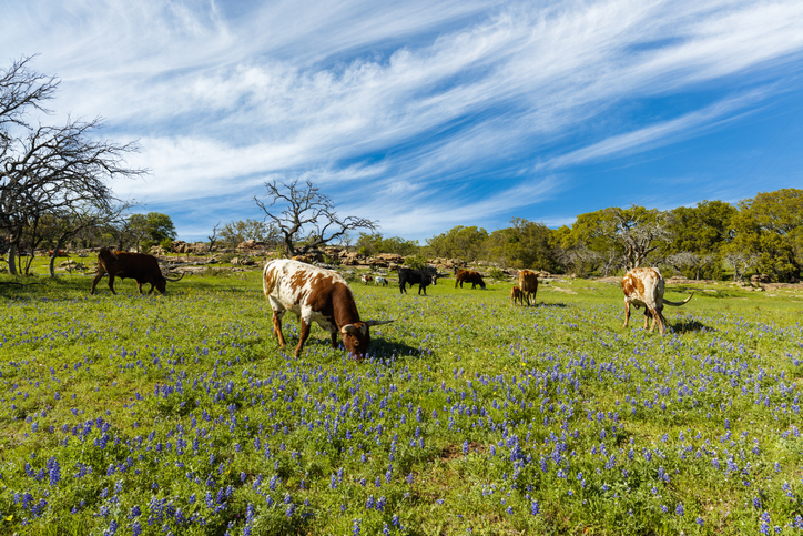 acquiring land for a cattle ranch in texas