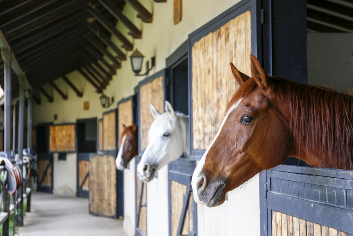 business plan for horse stable