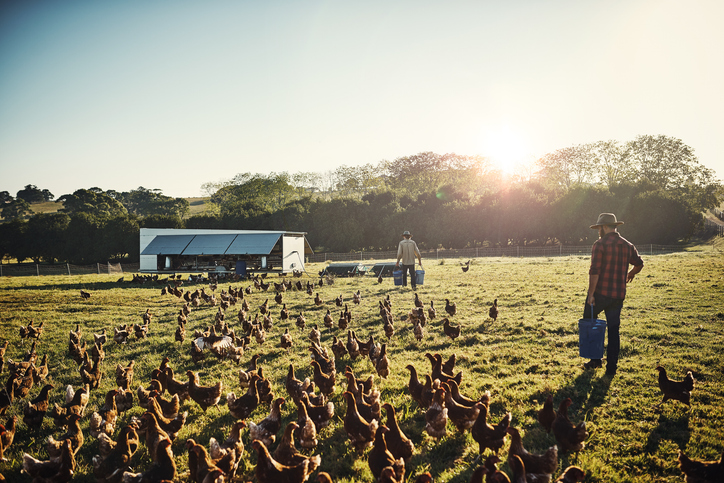 poultry farm loans