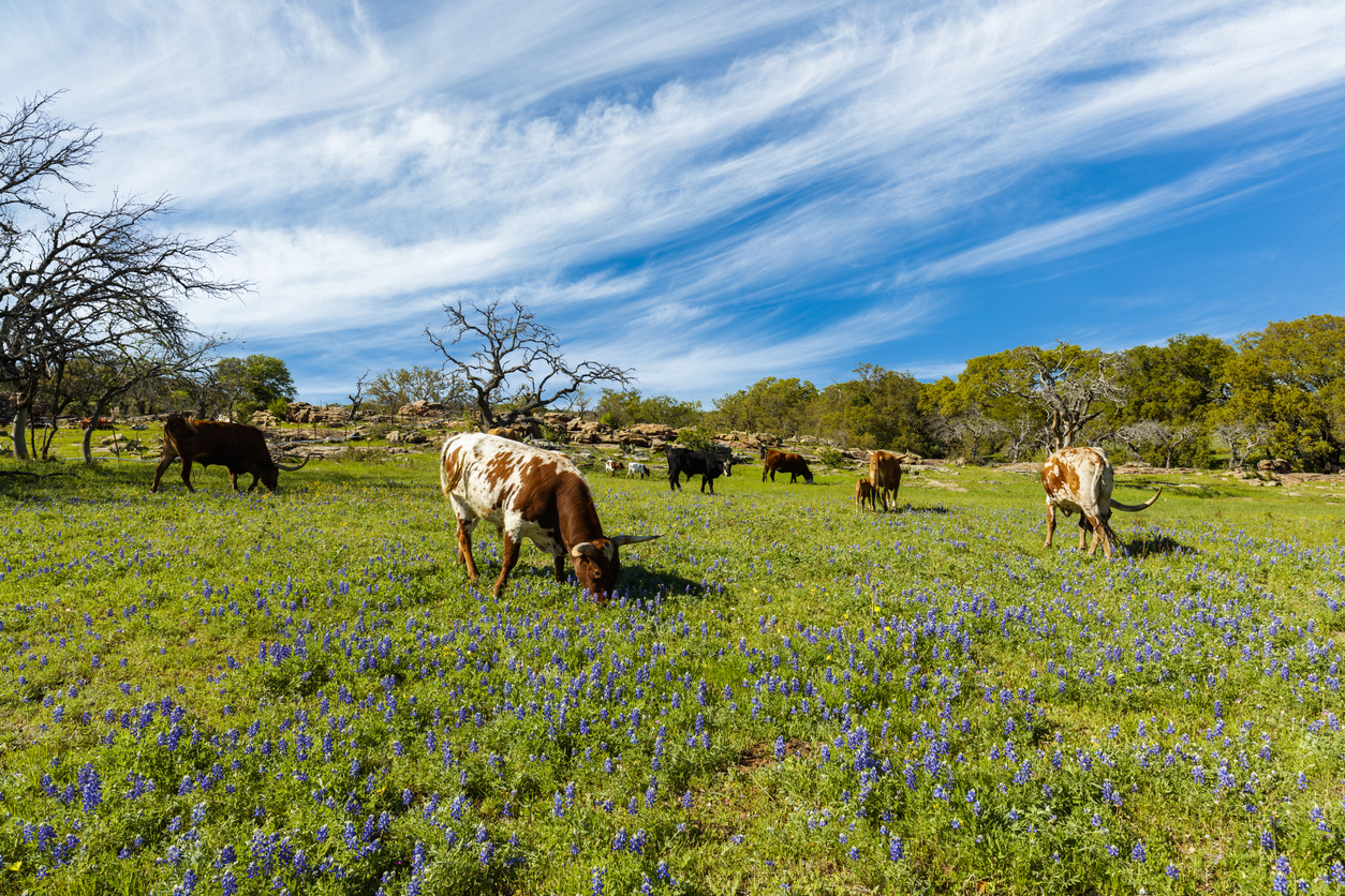 Texas farm operation - cattle grazing