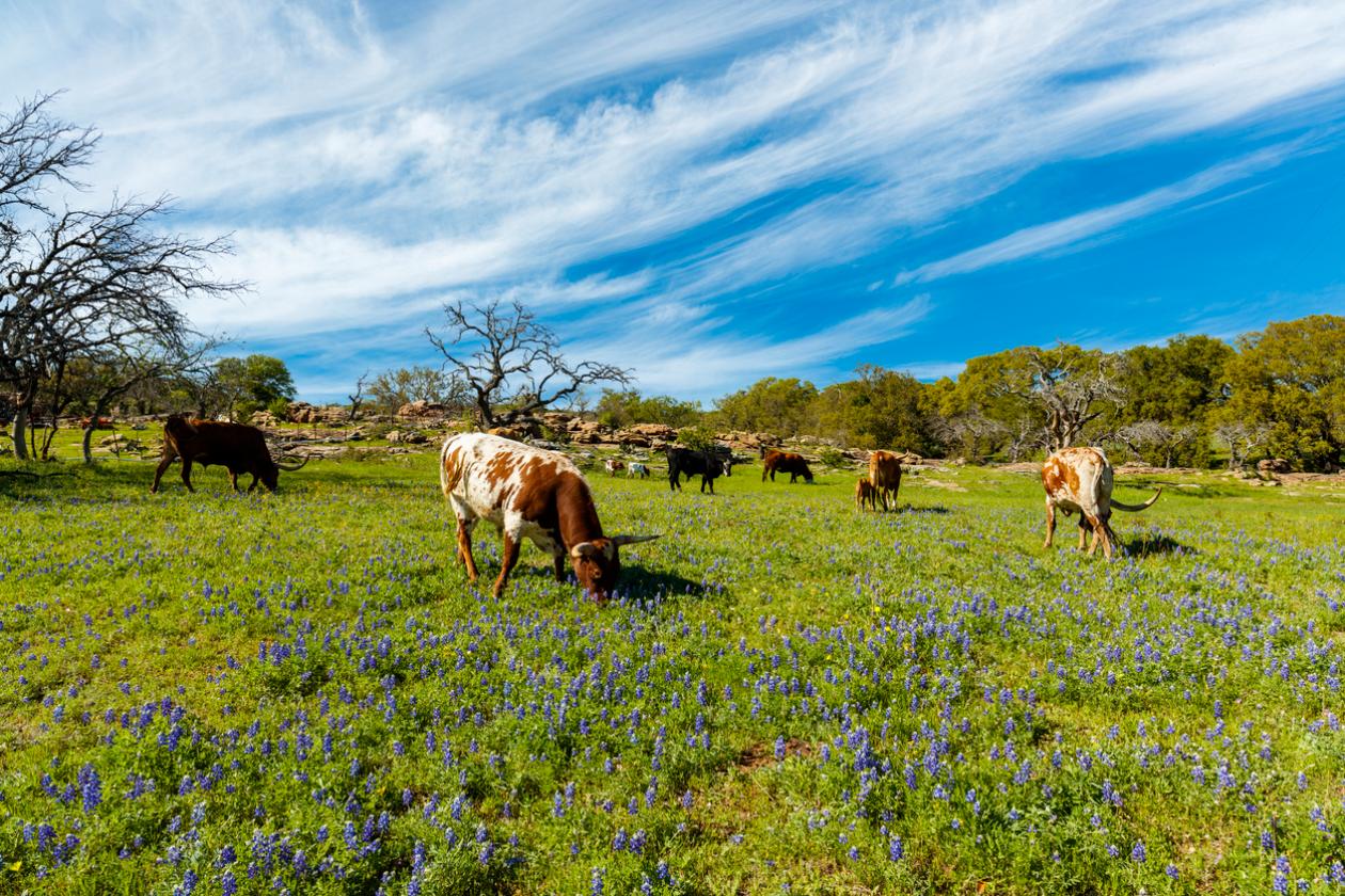 Texas farm operation - cattle grazing